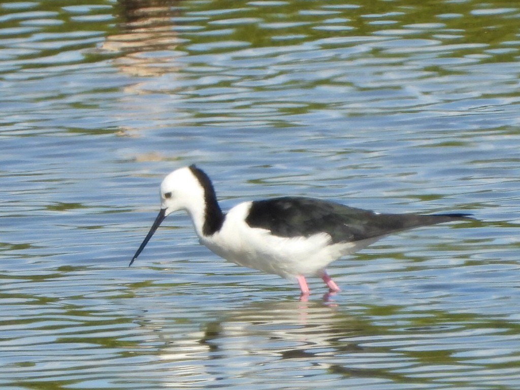 Pied Stilt - ML646103350