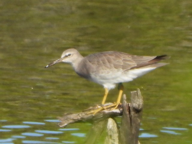 黃足鷸 - ML646103353