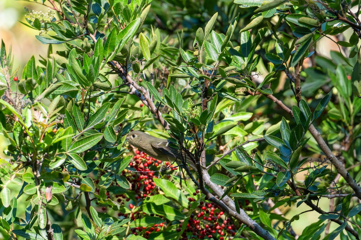 Золотомушка рубіновочуба - ML646103356