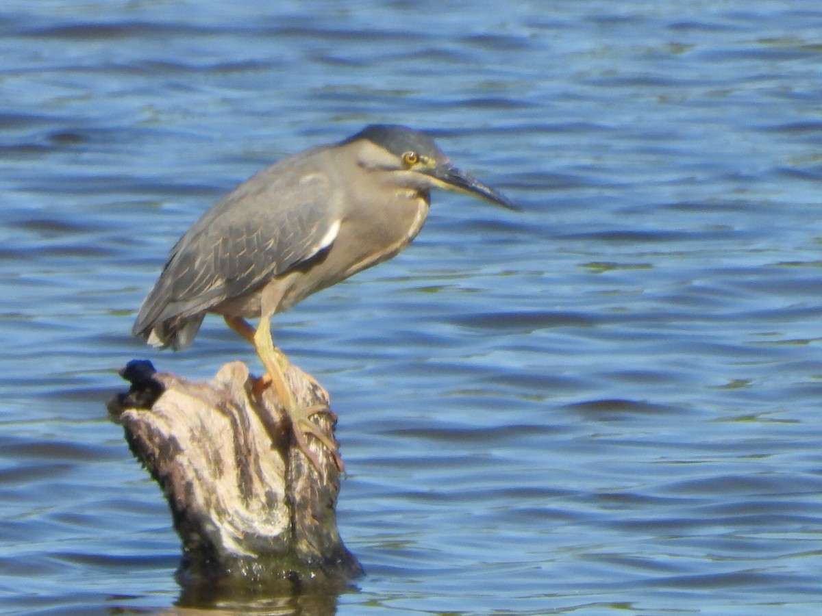 Little Heron - ML646103357