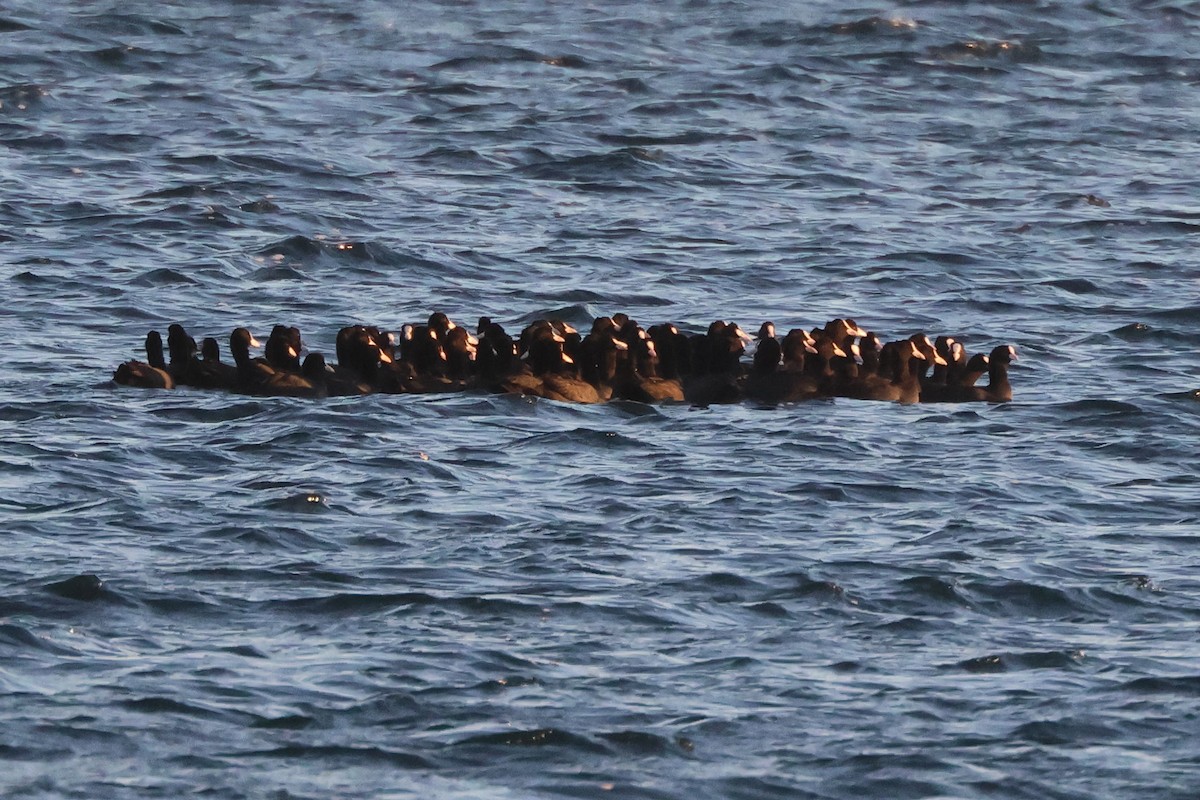 Folaga - ML646103359