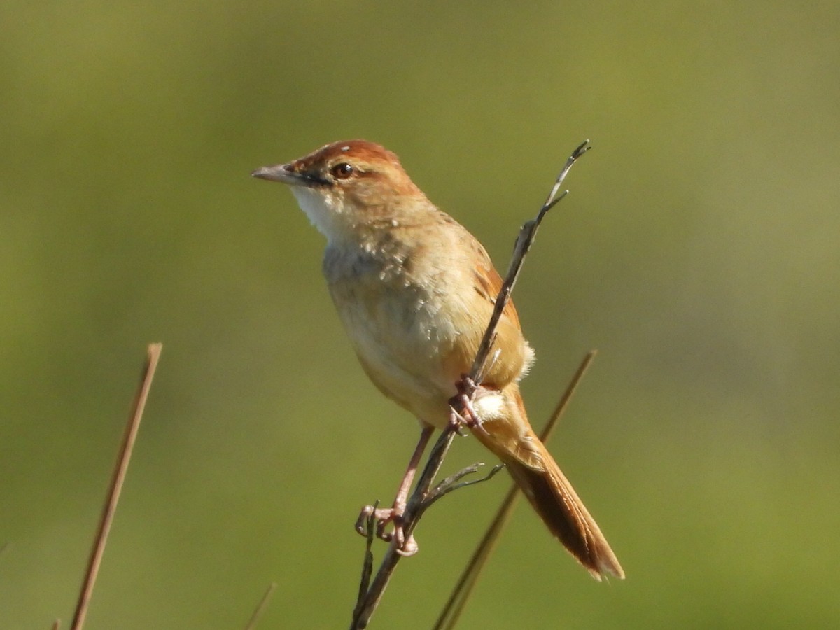 ズアカオオセッカ - ML646103363