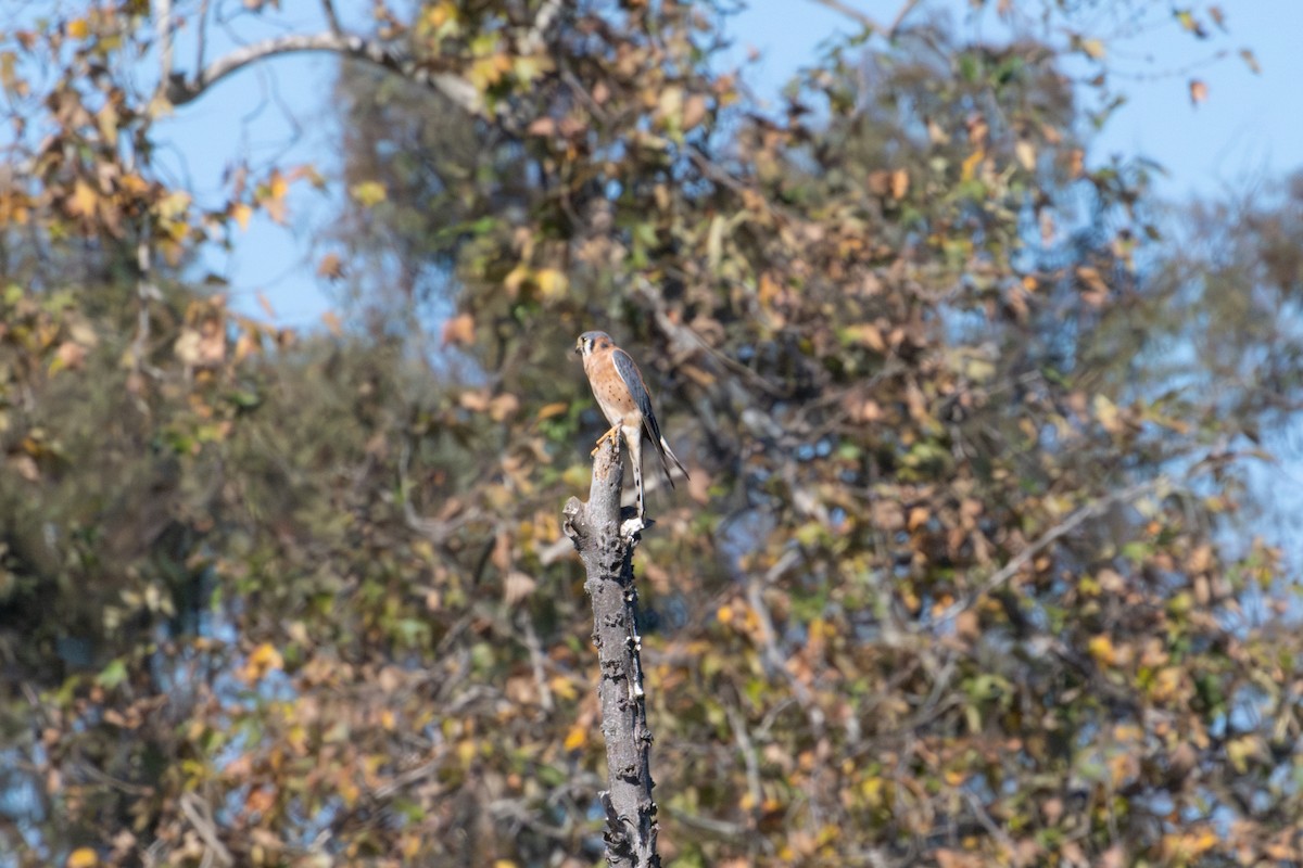 בז אמריקני - ML646103386