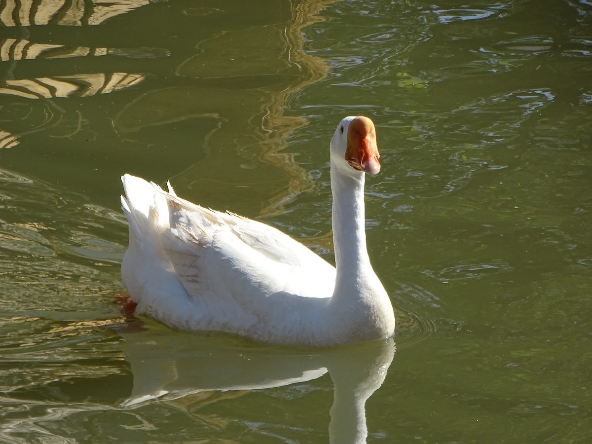 Domestic goose sp. (Domestic type) - ML646103388
