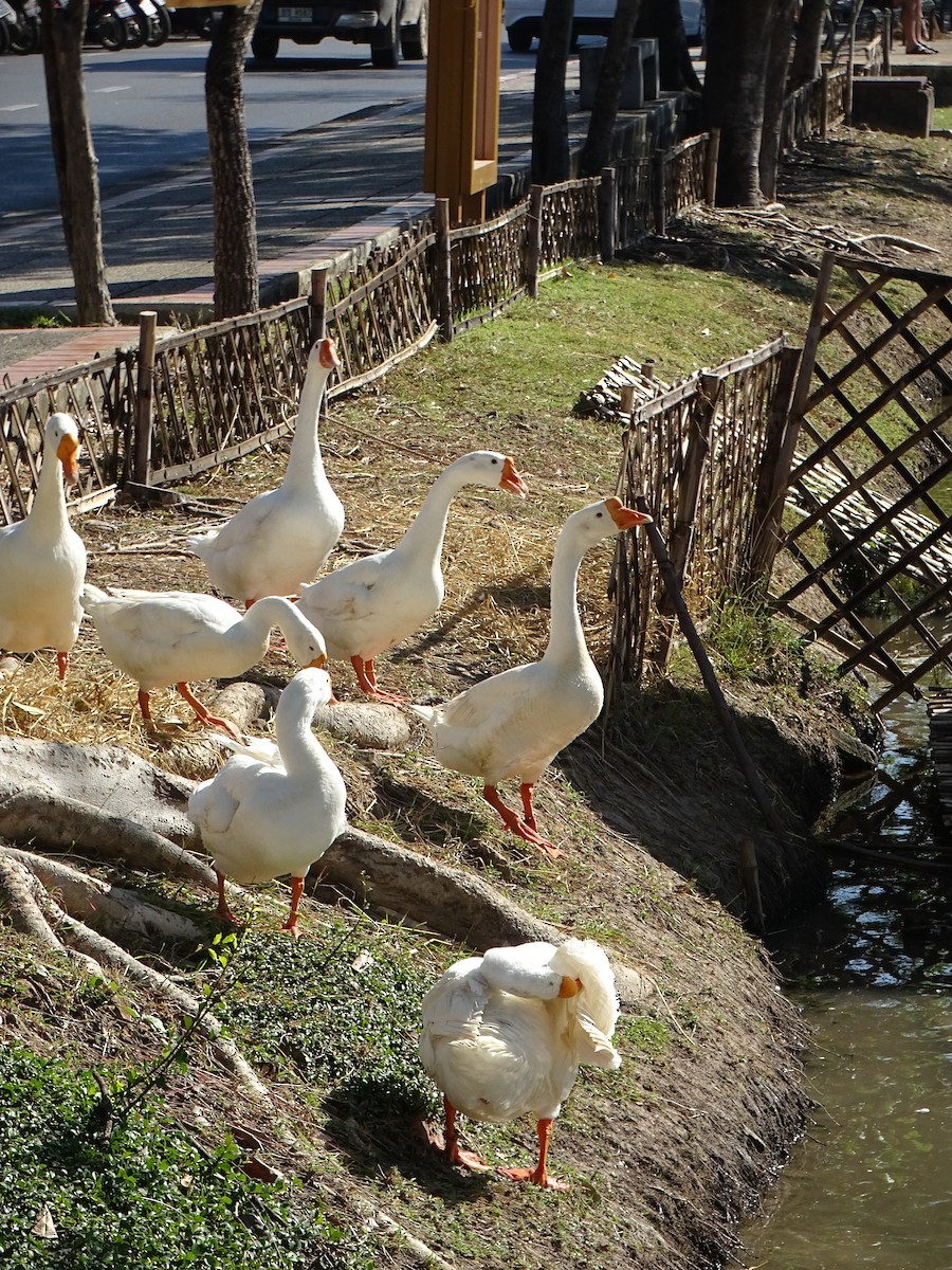 Domestic goose sp. (Domestic type) - ML646103389
