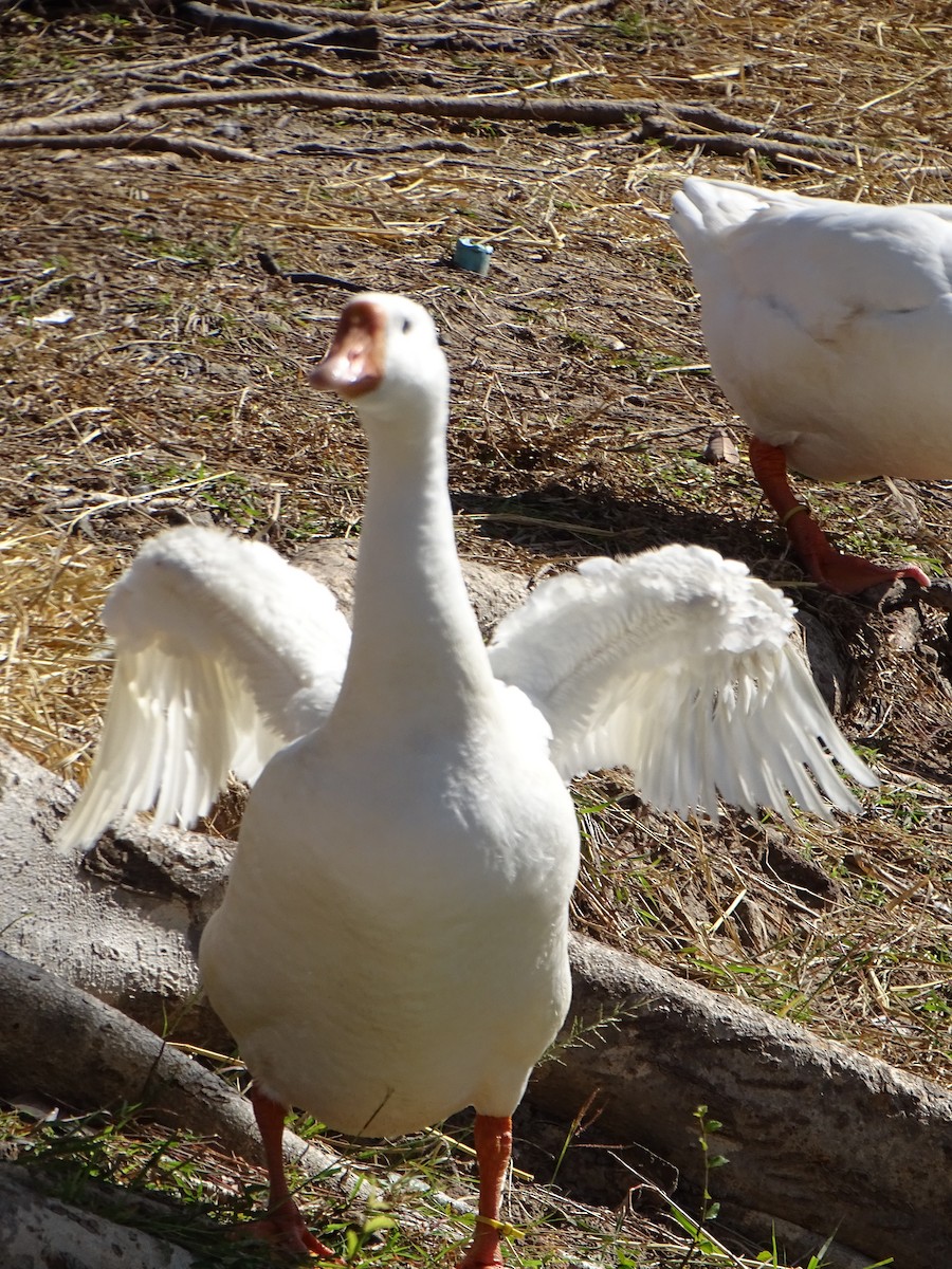 Domestic goose sp. (Domestic type) - ML646103390