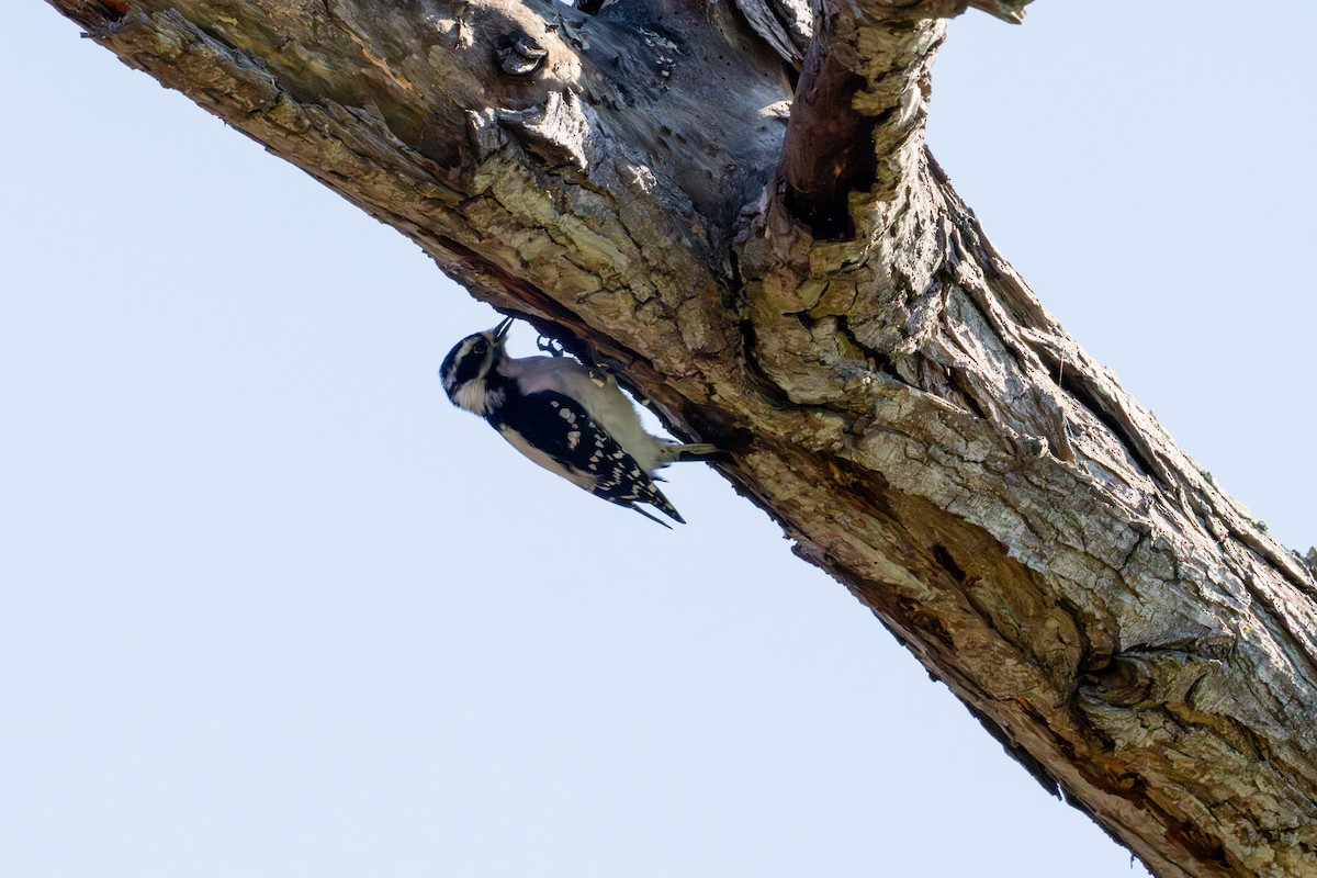 Pic mineur - ML646103391