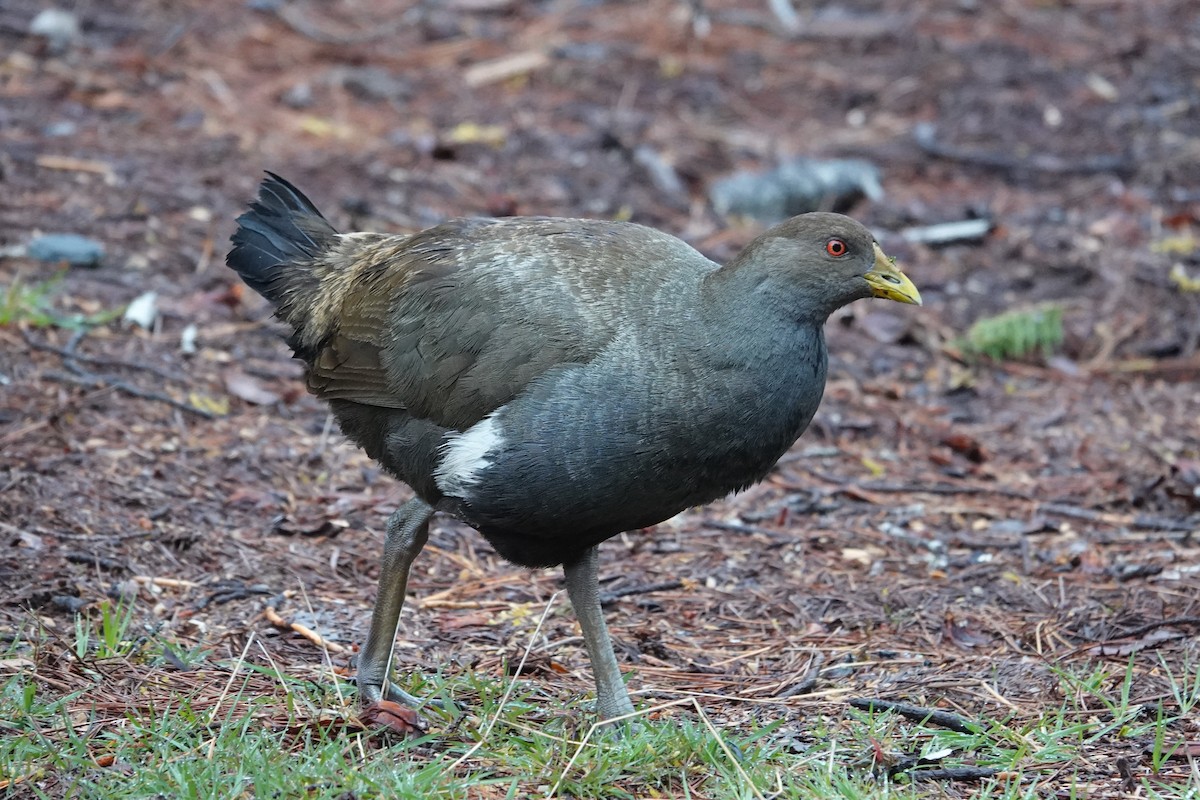 Курочка тасманійська - ML646103392