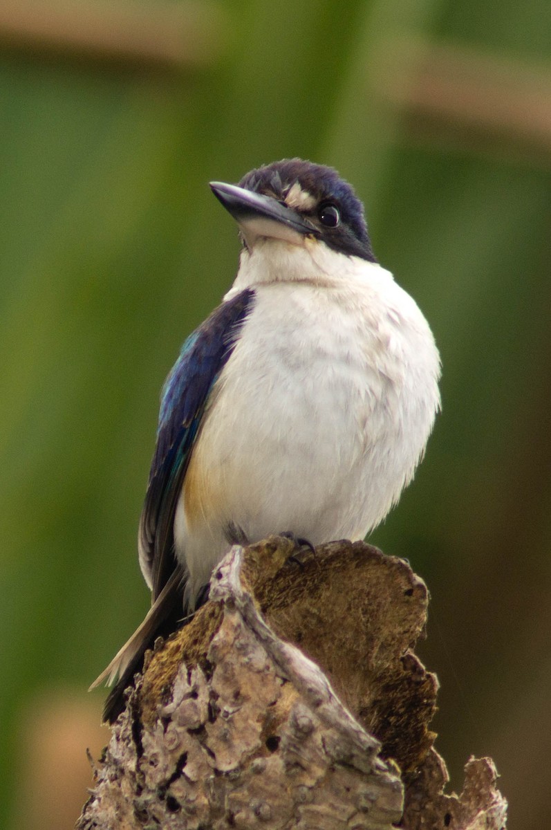 Forest Kingfisher - ML646103396