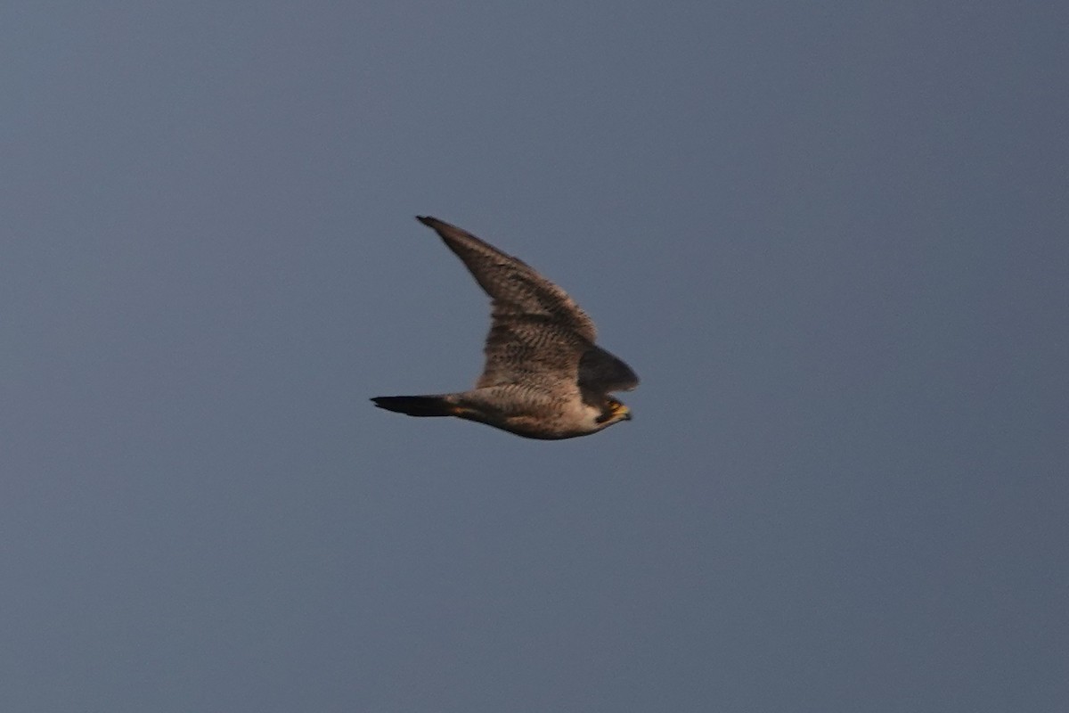 Faucon pèlerin - ML646103440