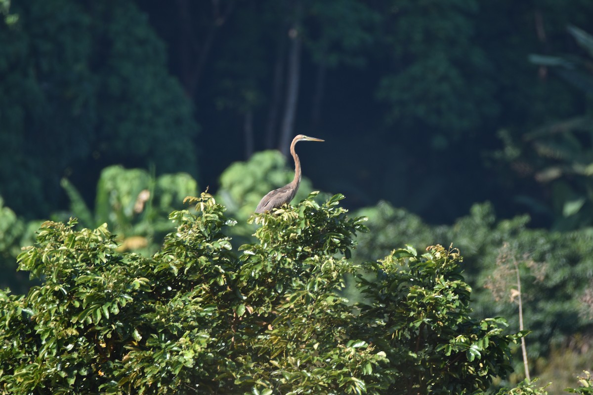 volavka červená - ML646103455