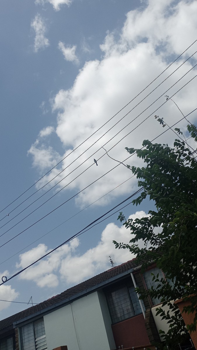 Common Bulbul (Dark-capped) - ML646103463