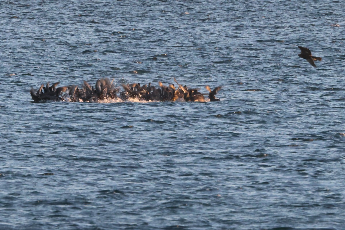 Folaga - ML646103483