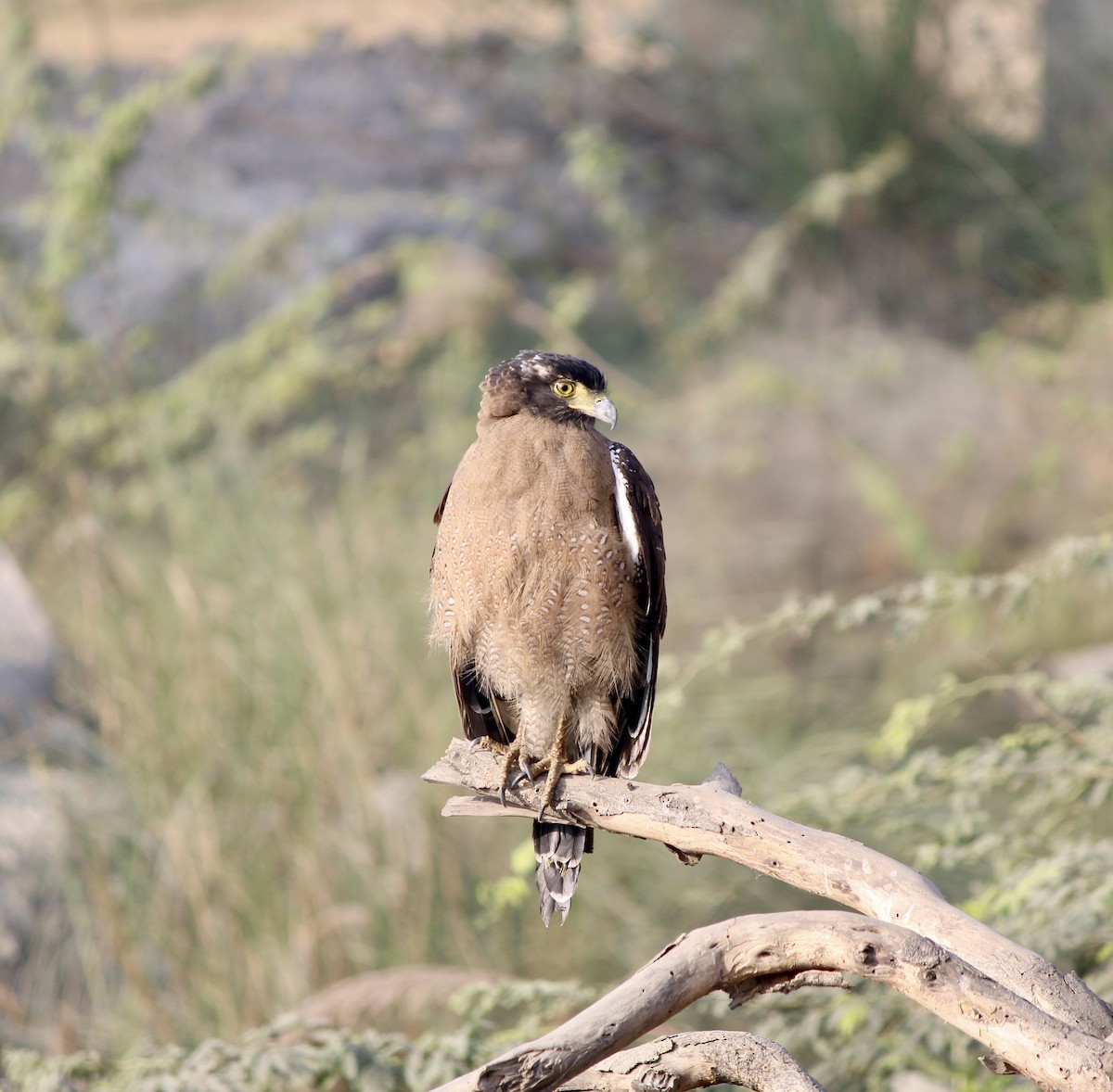 Culebrera Chiíla - ML646103485