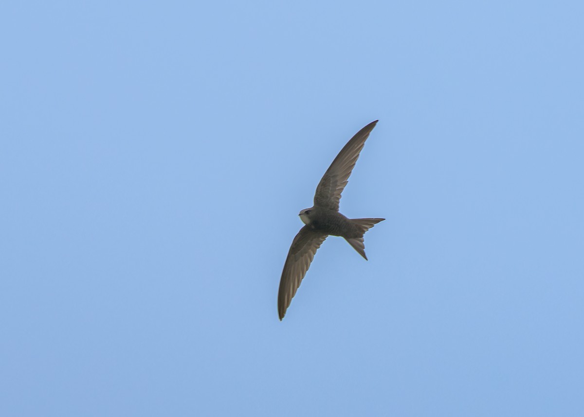 Common Swift - ML646103487