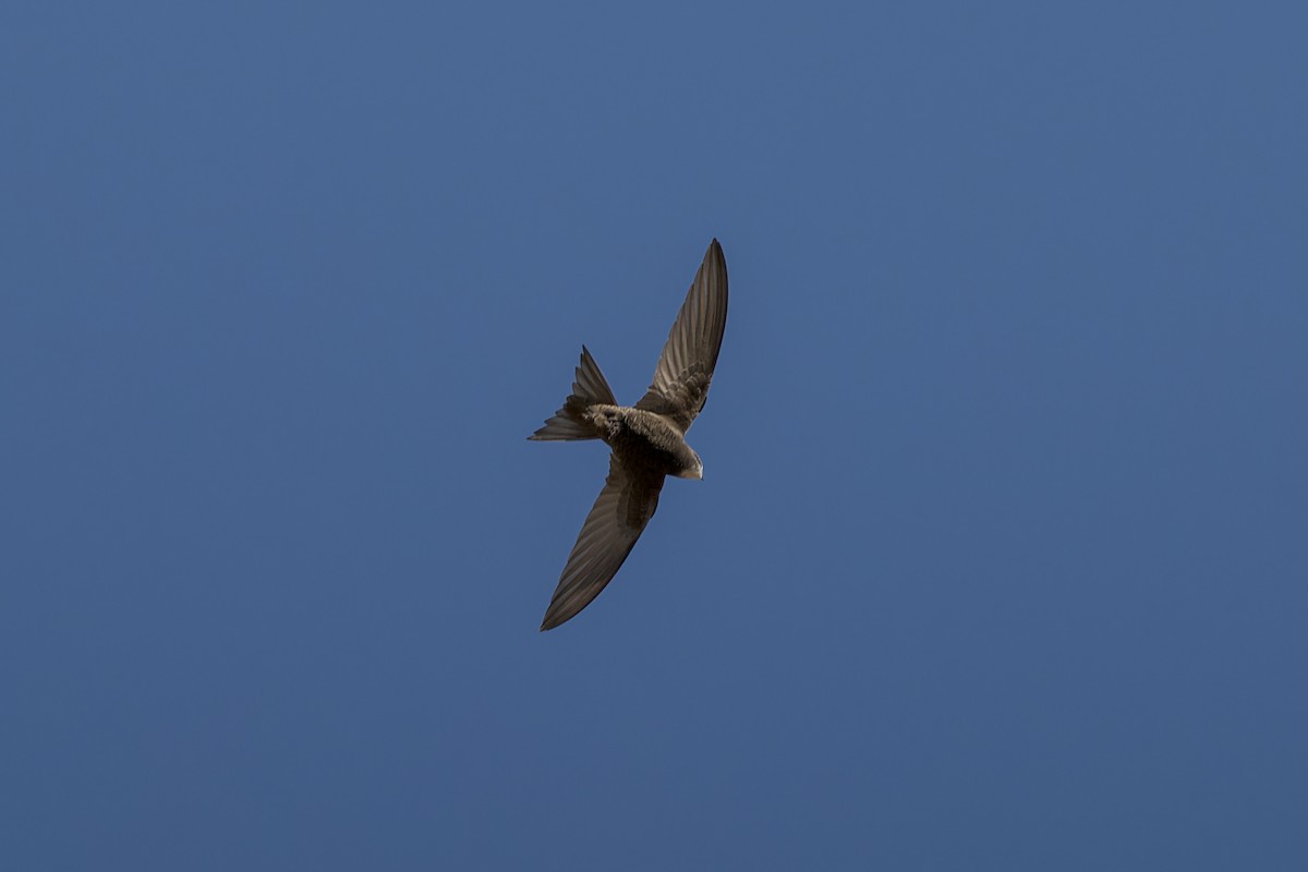 Common Swift - ML646103489