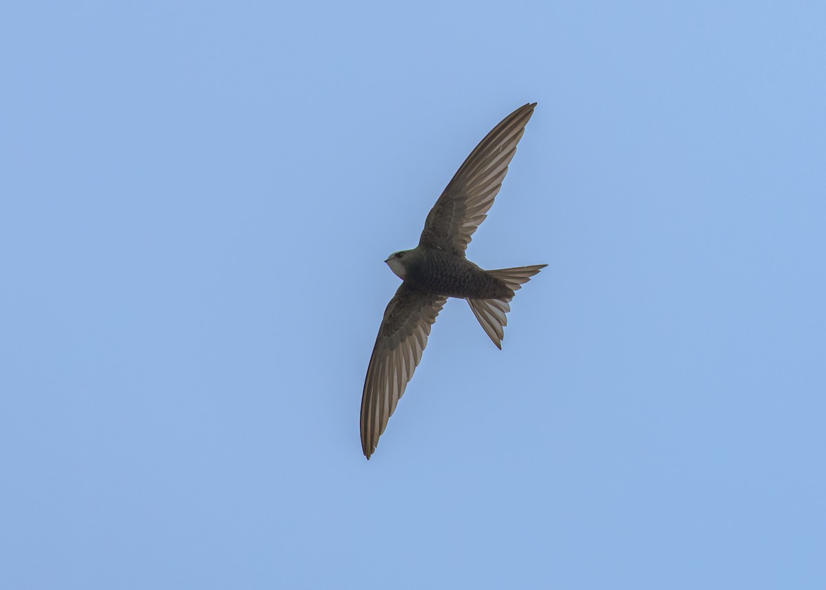 Common Swift - ML646103490