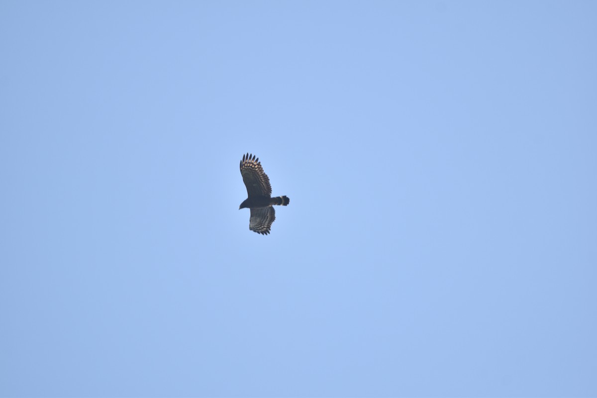 Culebrera Chiíla (grupo cheela) - ML646103496