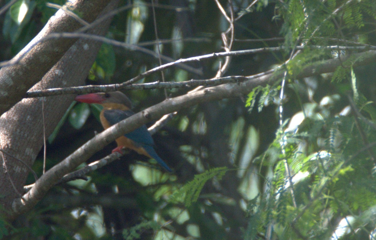 ledňáček čápozobý - ML646103511