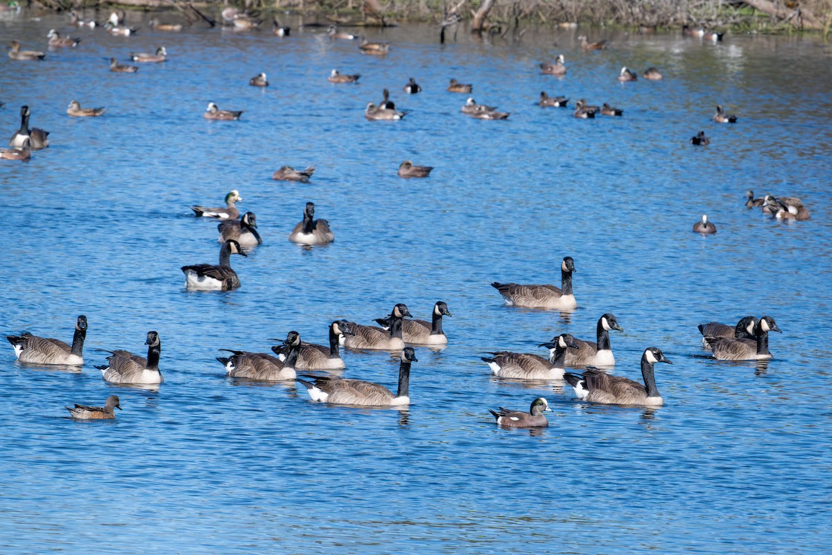 Kanadagans - ML646103529