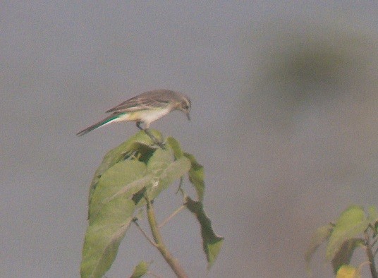 Western Yellow Wagtail - ML646103533