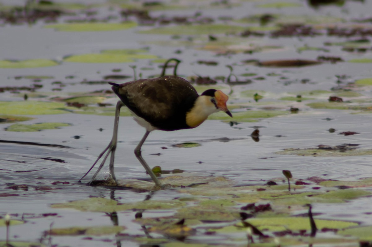 Comb-crested Jacana - ML646103535