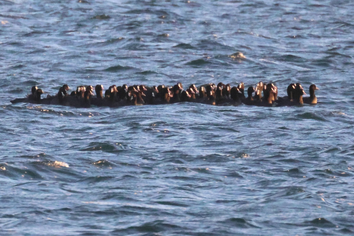 Folaga - ML646103567