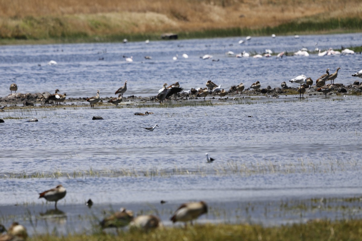 Egyptian Goose - ML646103568