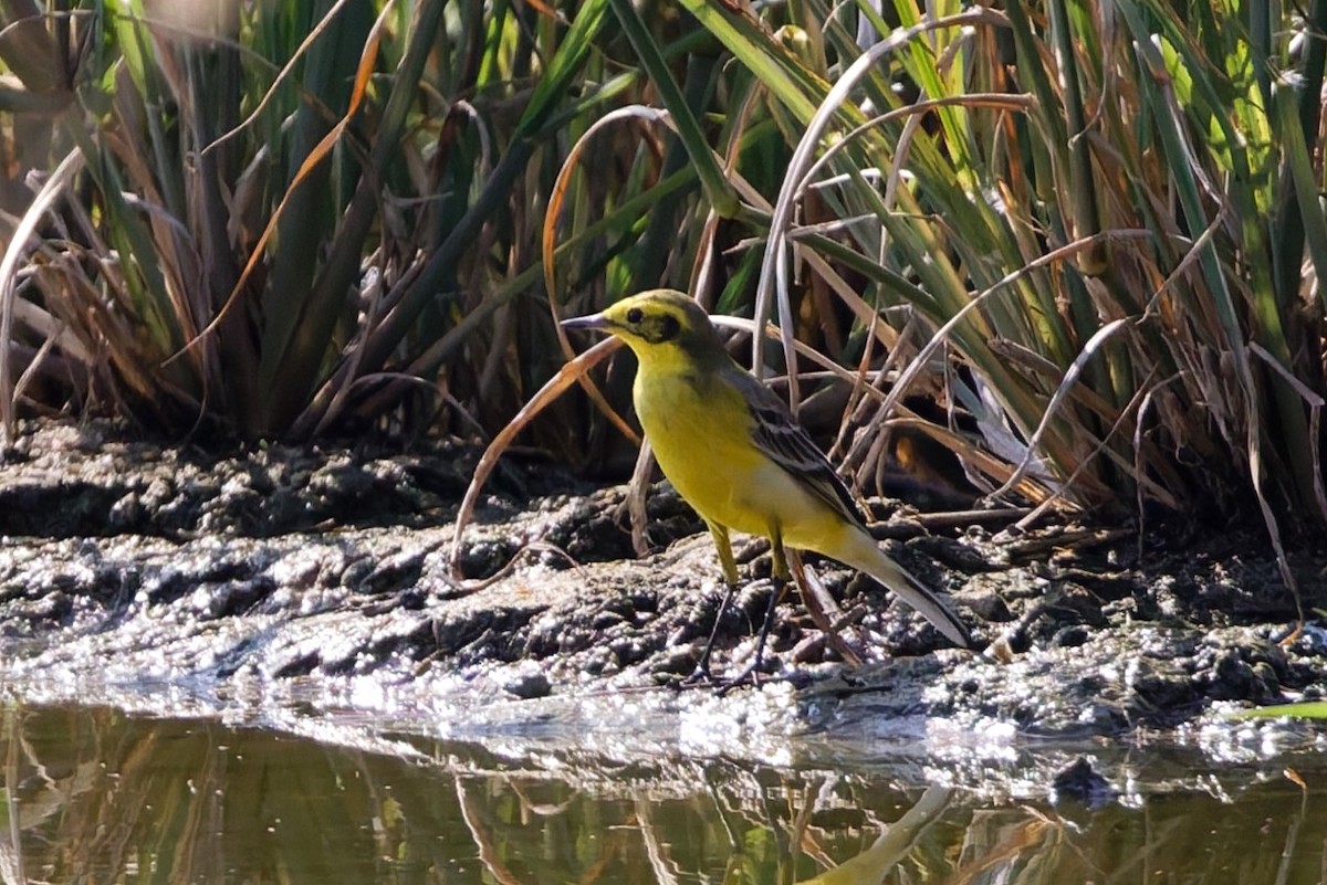 Western Yellow x Citrine Wagtail (hybrid) - ML646103570