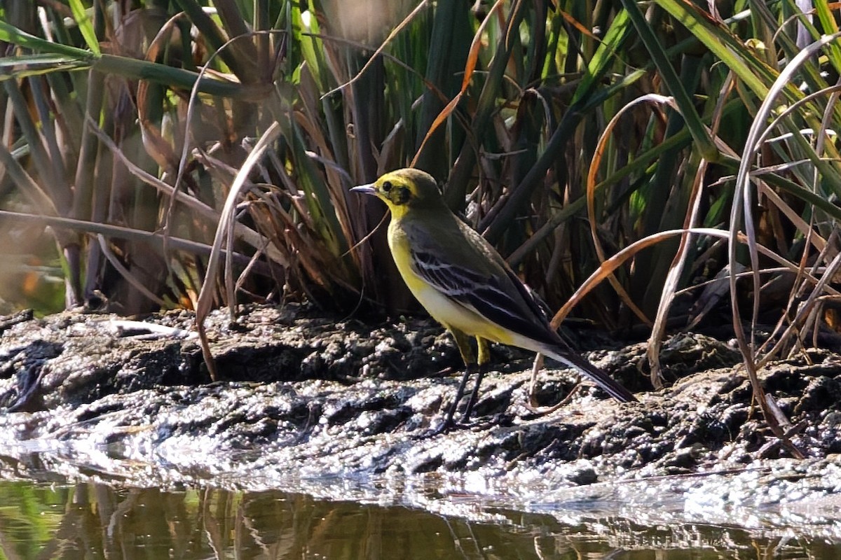 Western Yellow x Citrine Wagtail (hybrid) - ML646103571