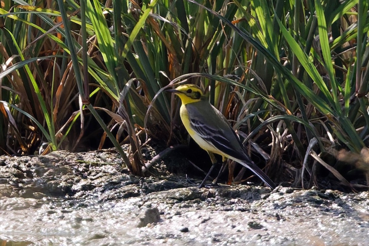 Western Yellow x Citrine Wagtail (hybrid) - ML646103572