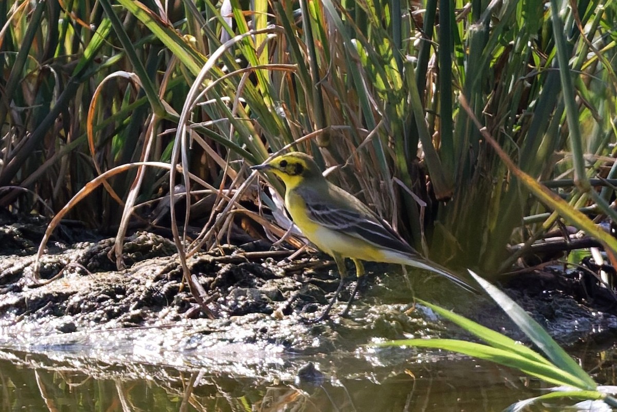 Western Yellow x Citrine Wagtail (hybrid) - ML646103573