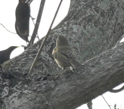 Willow Warbler - ML646103580