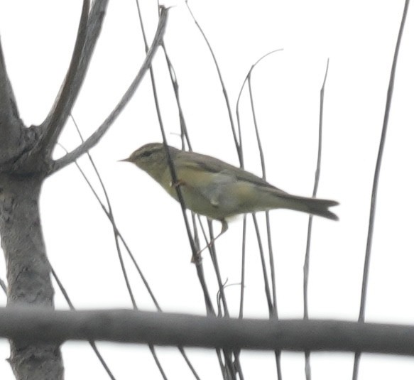 Willow Warbler - ML646103581