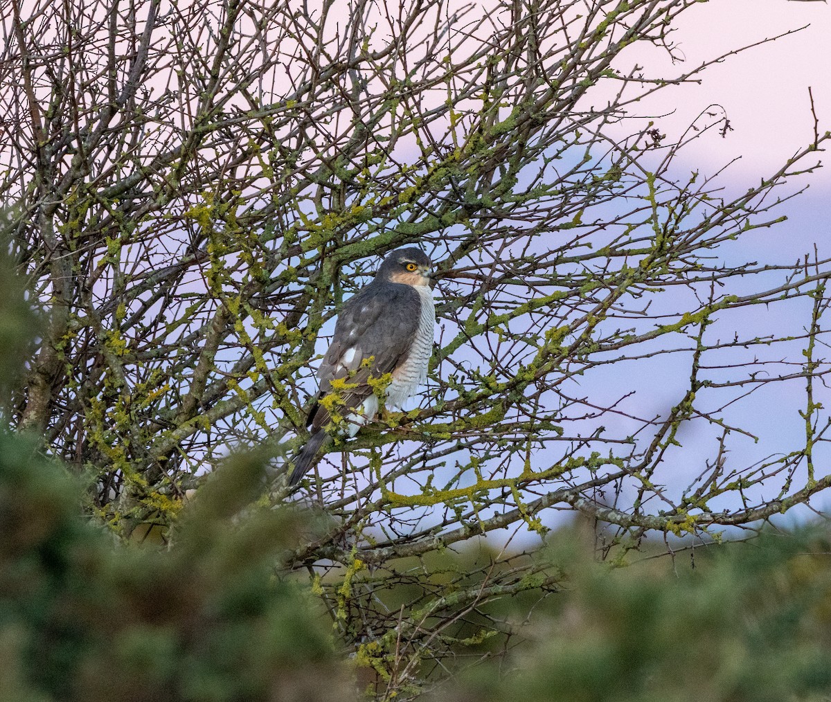 Eurasian Sparrowhawk - ML646103582