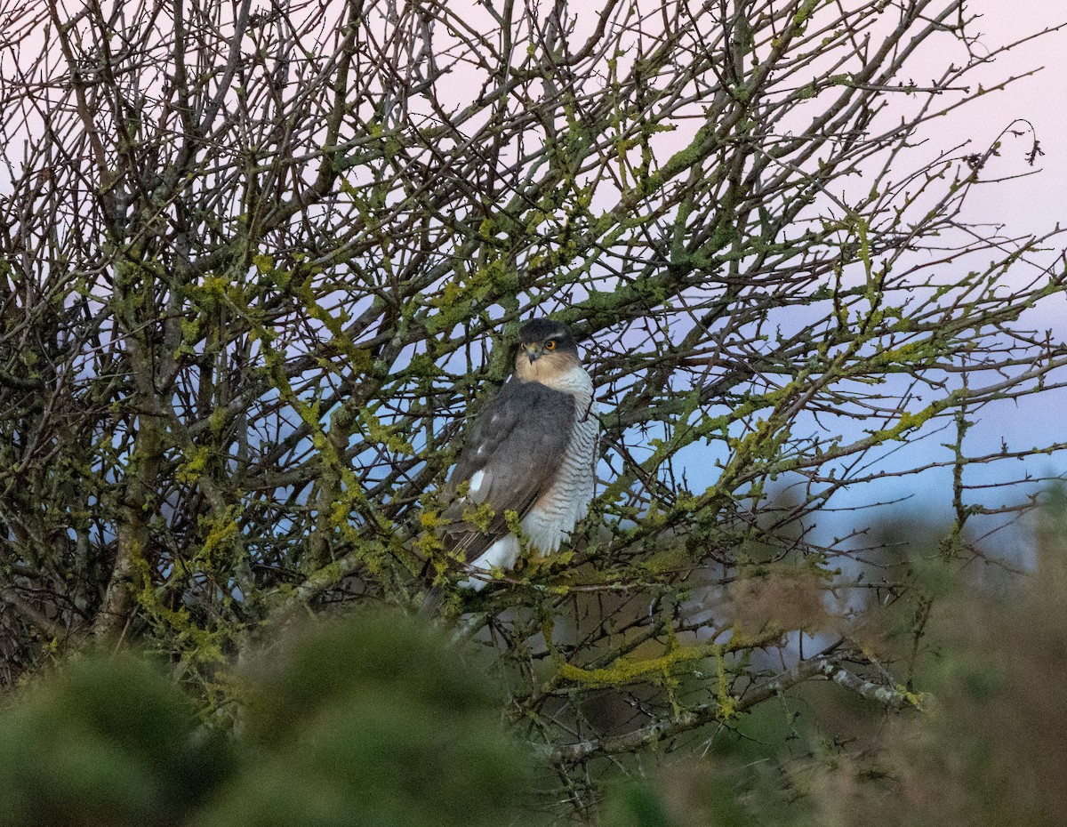 Eurasian Sparrowhawk - ML646103583
