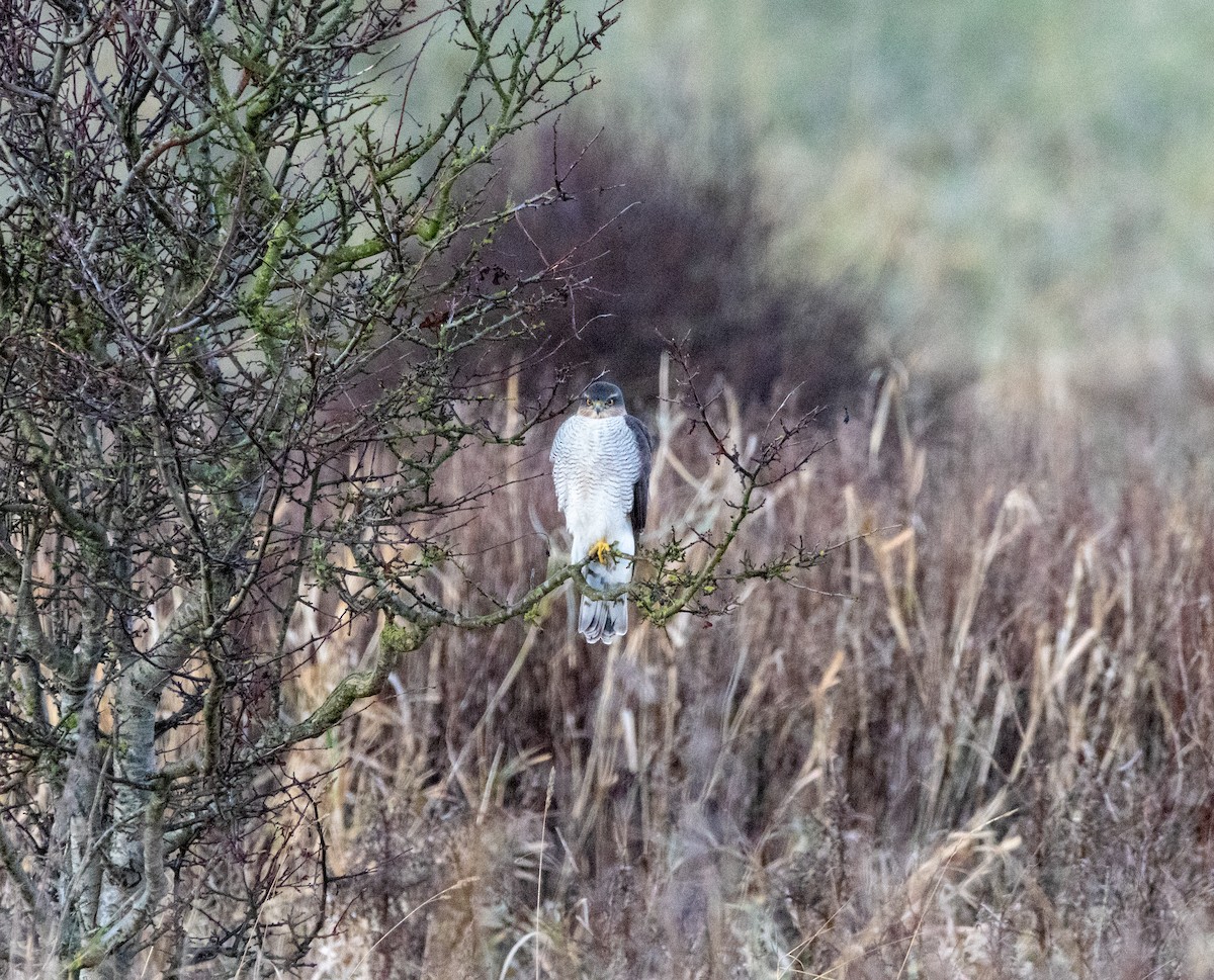 Eurasian Sparrowhawk - ML646103584