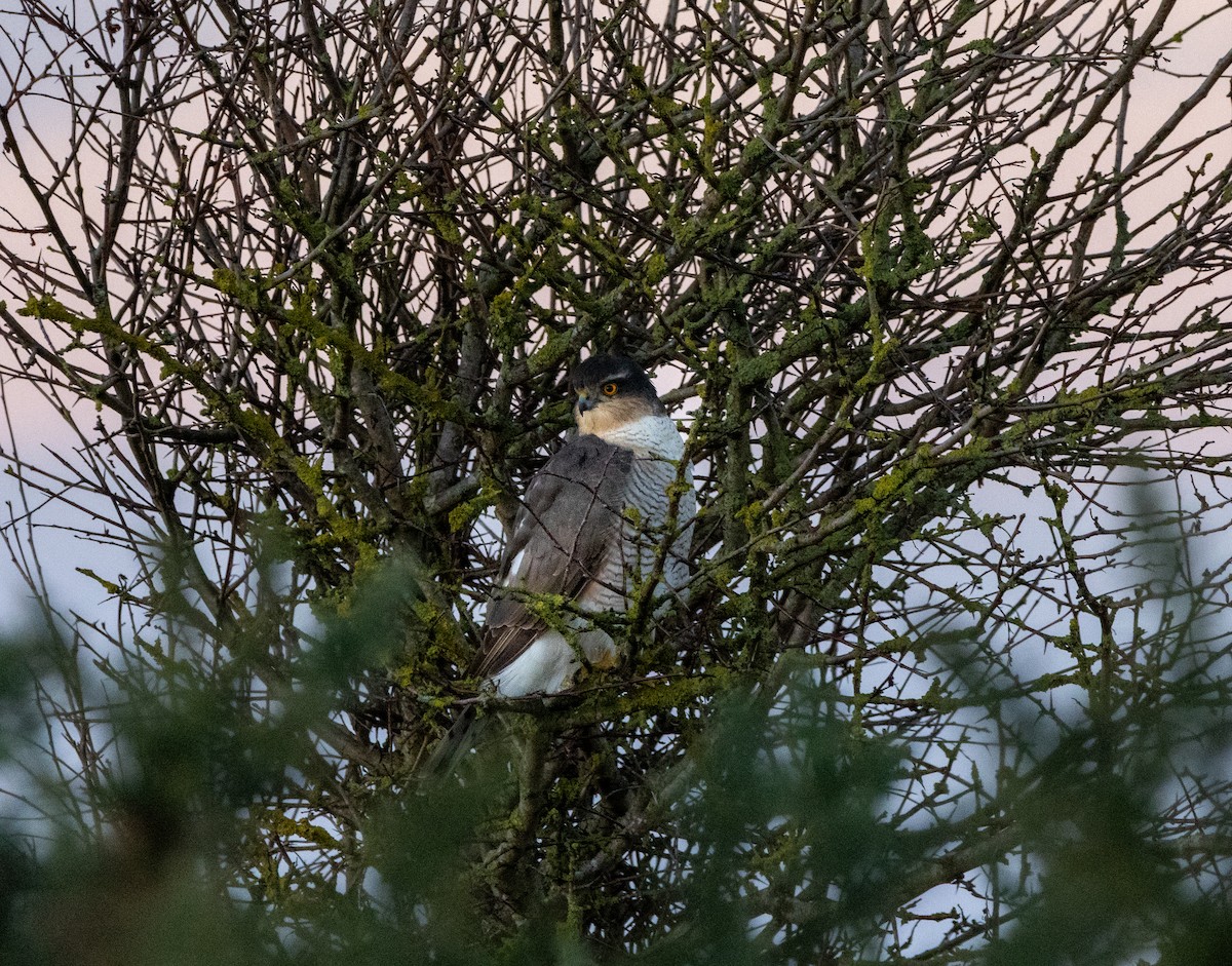Eurasian Sparrowhawk - ML646103585