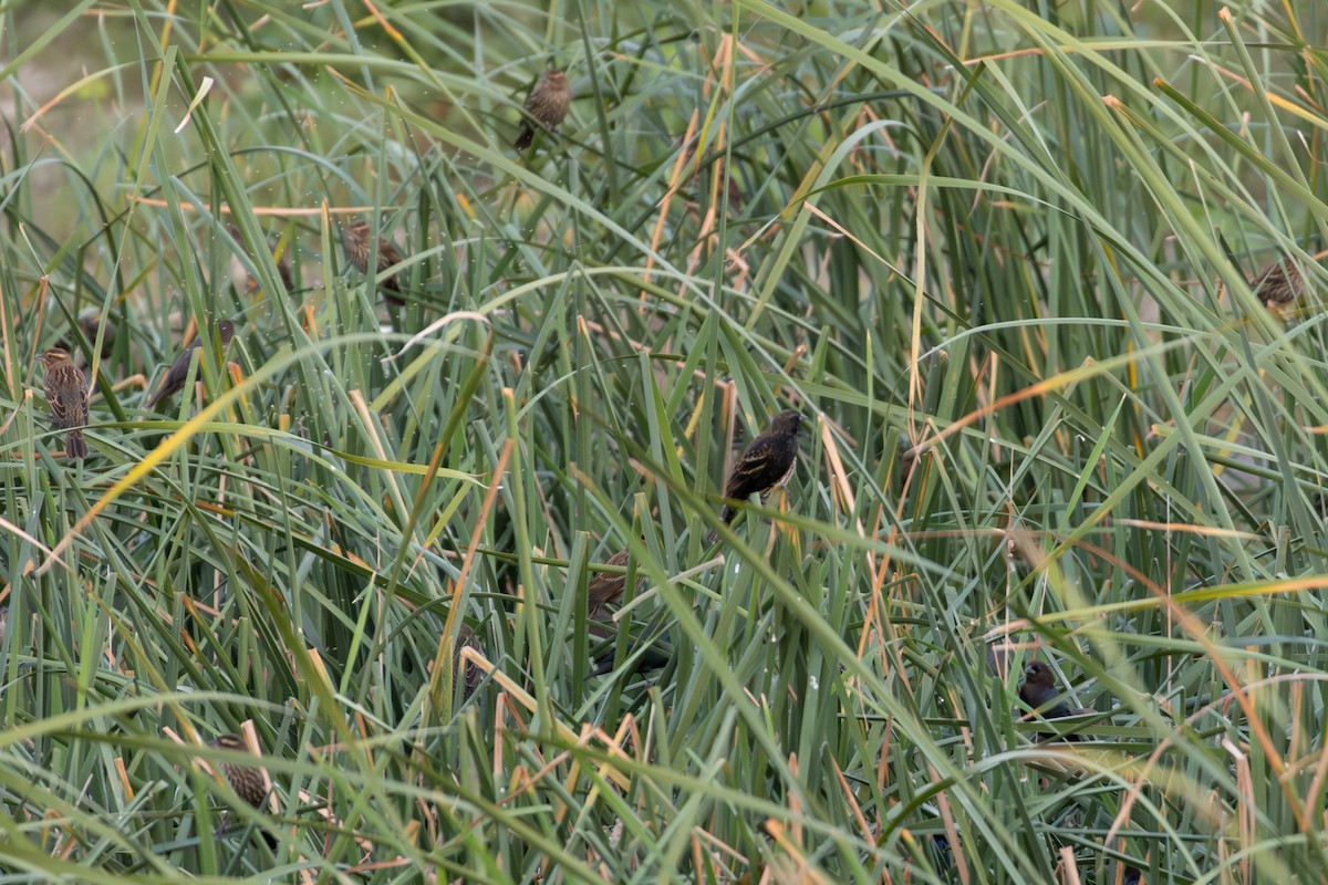 Red-winged Blackbird - ML646103592