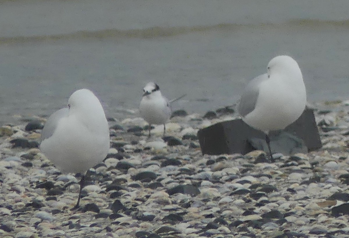 Little Tern - ML646103601