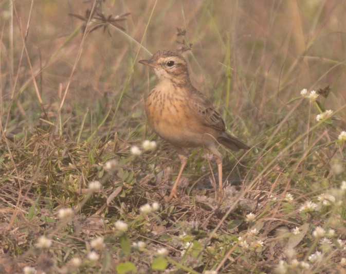Paddyfield Pipit - ML646103612