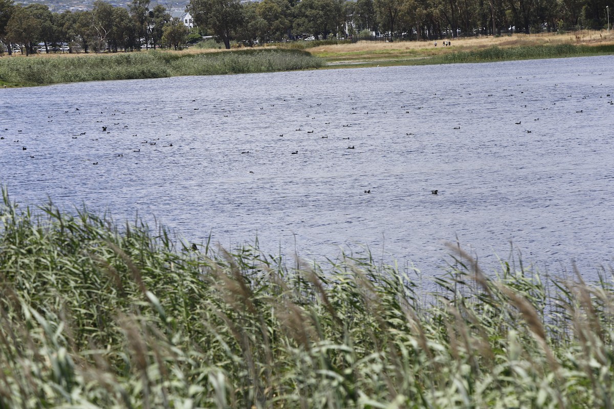 Red-knobbed Coot - ML646103620