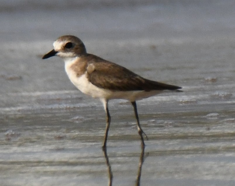 Tibet Cılıbıtı - ML646103628