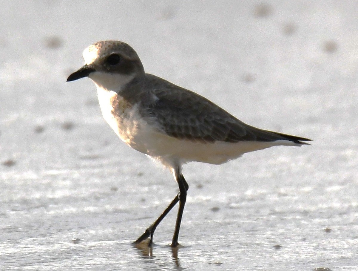 Tibet Cılıbıtı - ML646103630