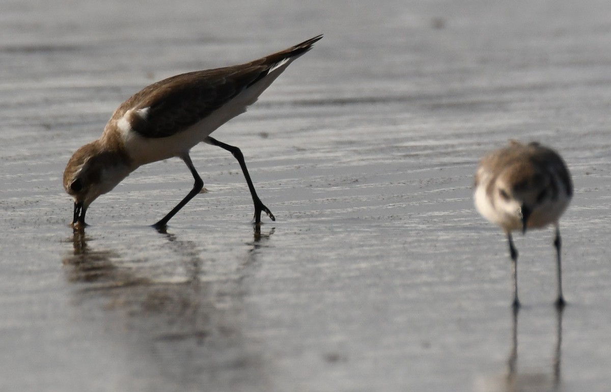 Tibet Cılıbıtı - ML646103632