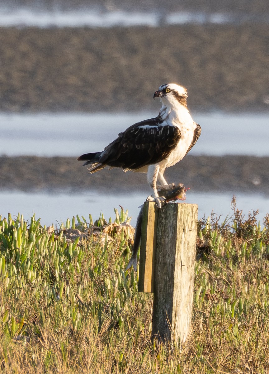 Fischadler - ML646103633