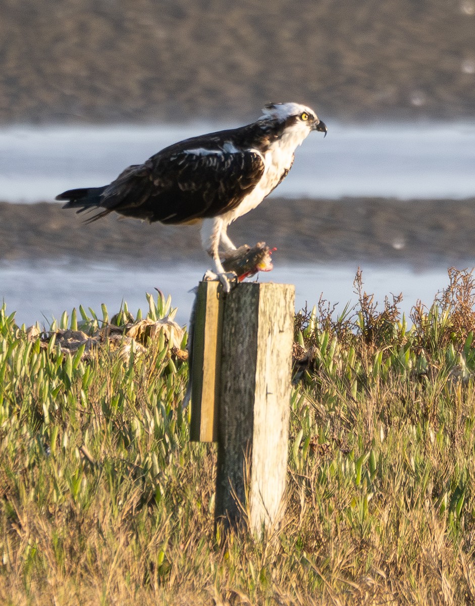 Fischadler - ML646103636