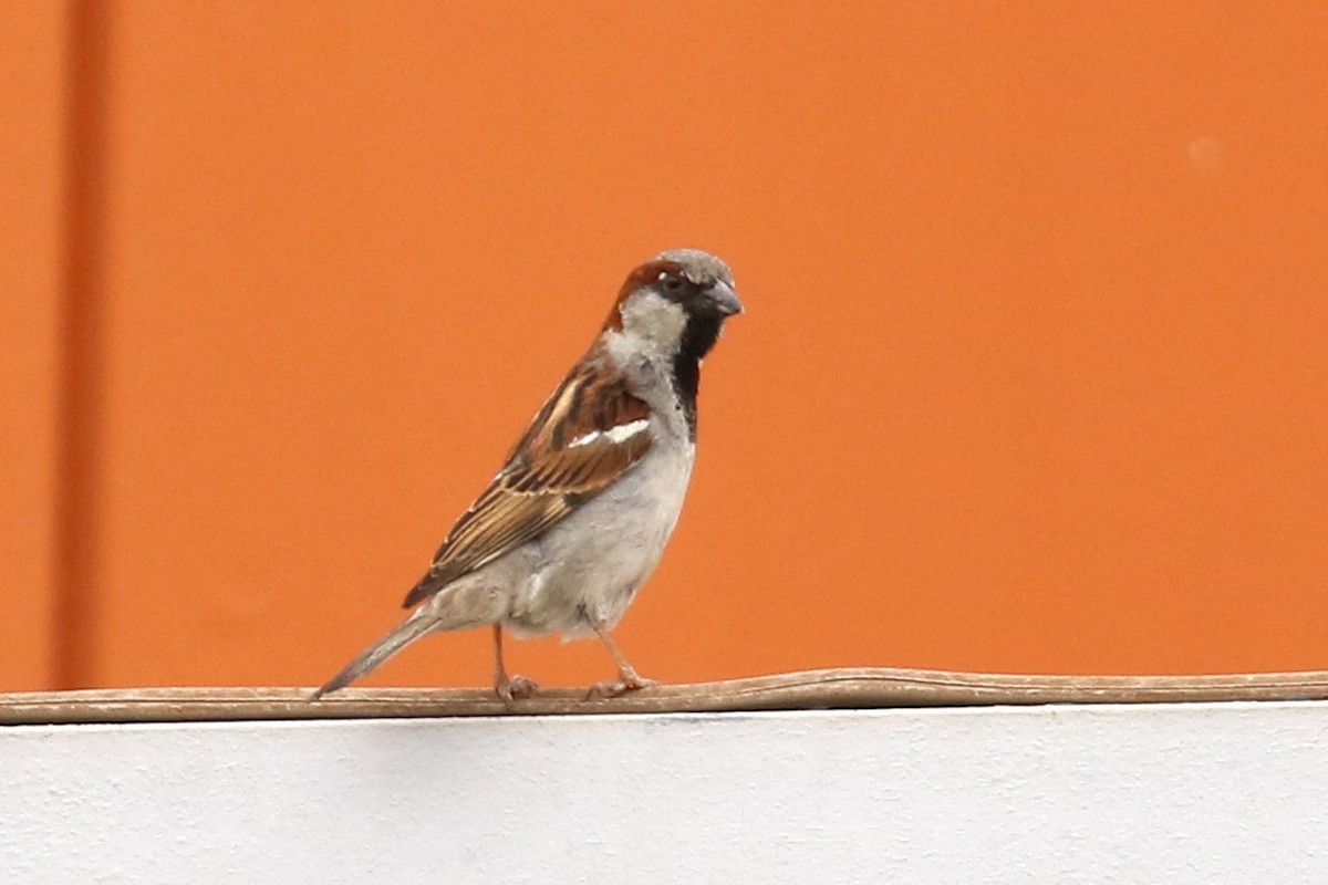 Passera oltremontana - ML646103637