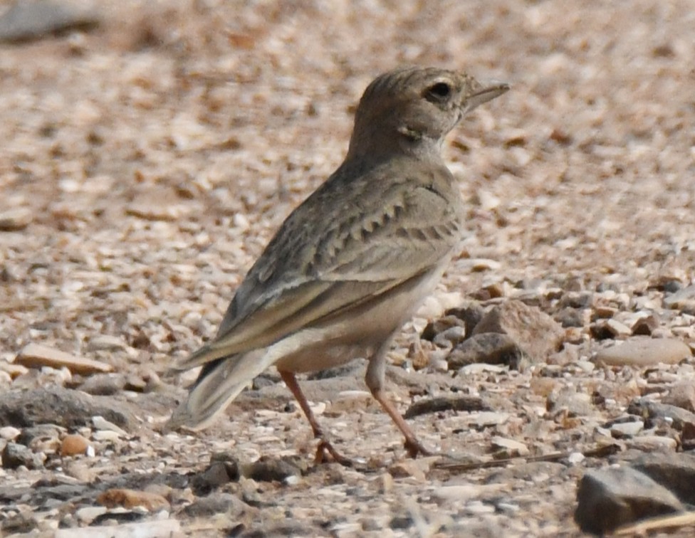 Mongolian Short-toed Lark - ML646103640
