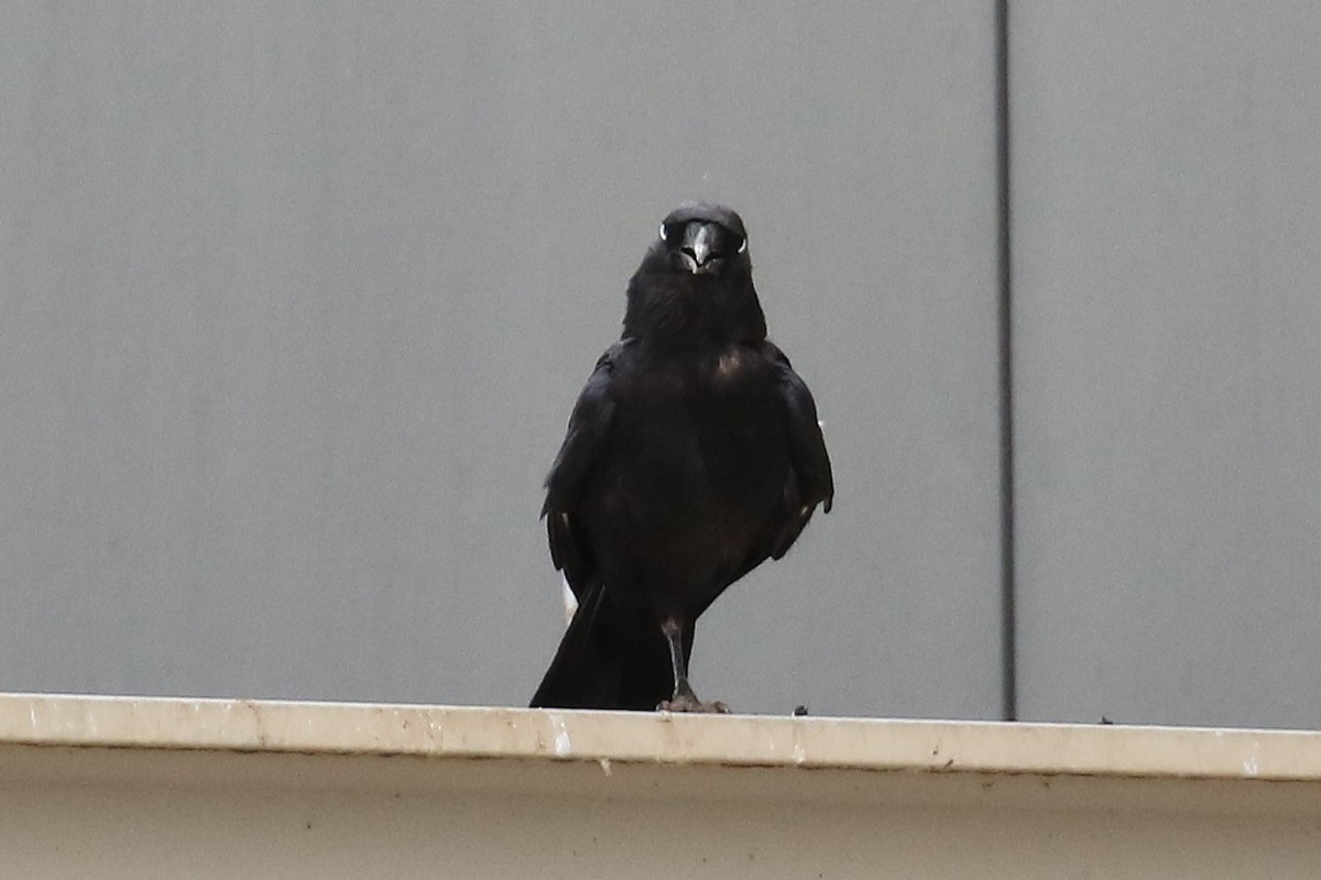 Little Raven - ML646103642